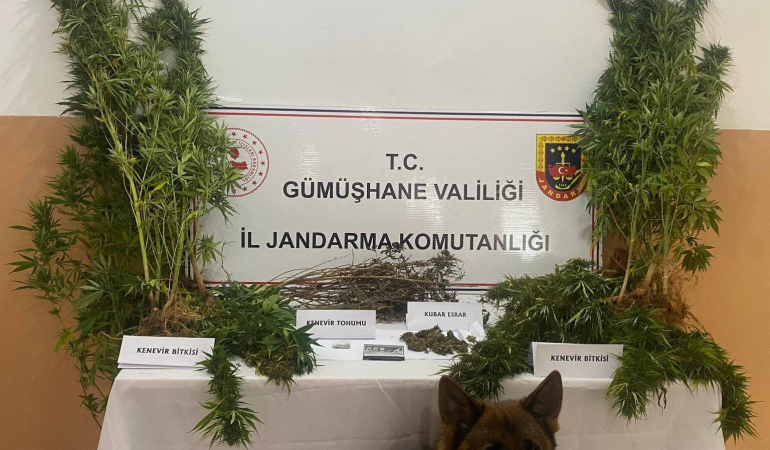 Gümüşhanede Bahçesi̇ne Kenevi̇r Eken Şahıs Tutuklandı