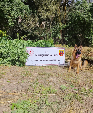 Gümüşhanede Uyuşturucu Operasyonu