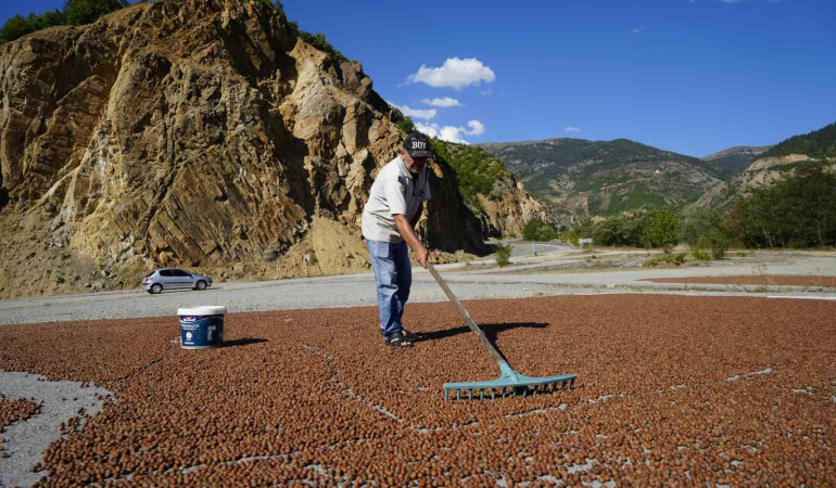 Hasadı Tamamlayan Üreti̇ci̇ler Fındıkları Kurutmak İçi̇n Gümüşhaneyi̇ Mesken Tuttu