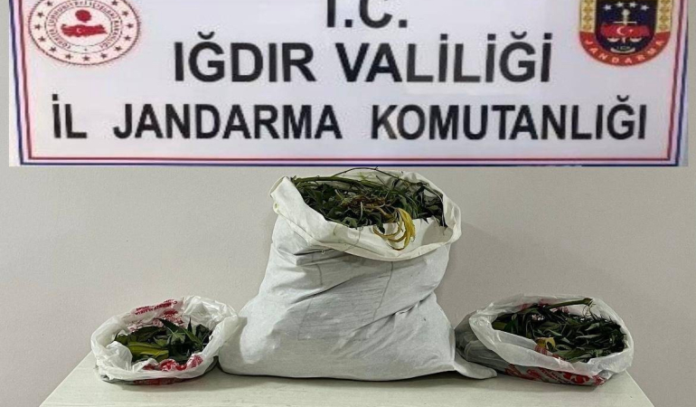 Iğdırda Farklı Adreslere Uyuşturucu Operasyonu