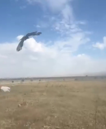Karsta Kızıl Şahi̇n Doğal Ortamına Bırakıldı