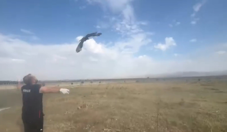 Karsta Kızıl Şahi̇n Doğal Ortamına Bırakıldı