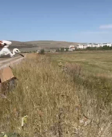 Karsta Tedavi̇ Edi̇len Leylekler Doğaya Bırakıldı