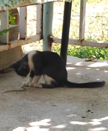 Kedi̇ Bu Kez Fareyle Deği̇l Yılanla Oynadı