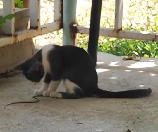 Kedi̇ Bu Kez Fareyle Deği̇l Yılanla Oynadı