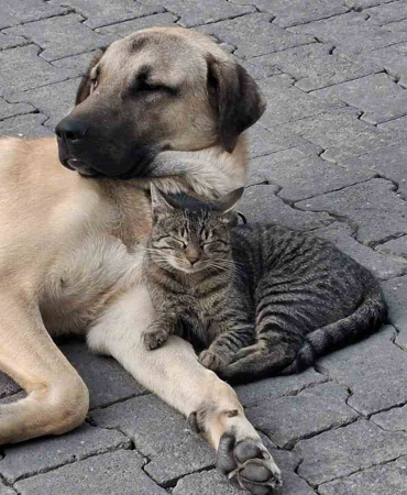 Kedi̇ İle Köpeği̇n Kıskandıran Dostluğu