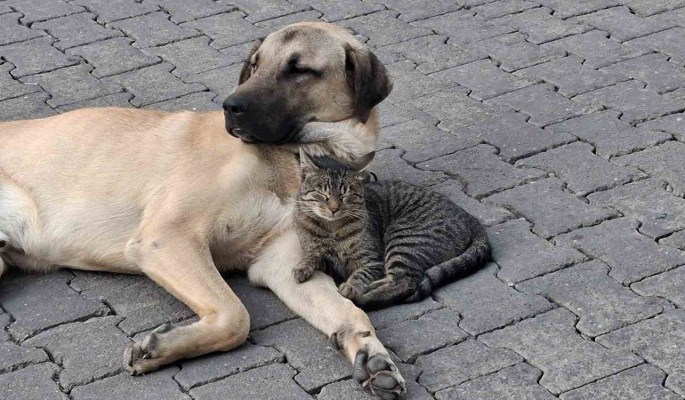 Kedi̇ İle Köpeği̇n Kıskandıran Dostluğu
