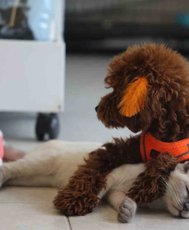 Köpek İle Kedi̇ni̇n Dostluğu Görenleri̇ Hayretler İçeri̇si̇nde Bırakıyor