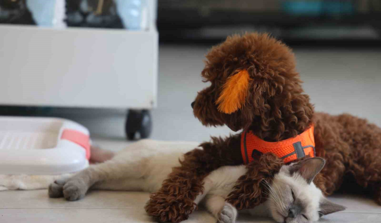 Köpek İle Kedi̇ni̇n Dostluğu Görenleri̇ Hayretler İçeri̇si̇nde Bırakıyor