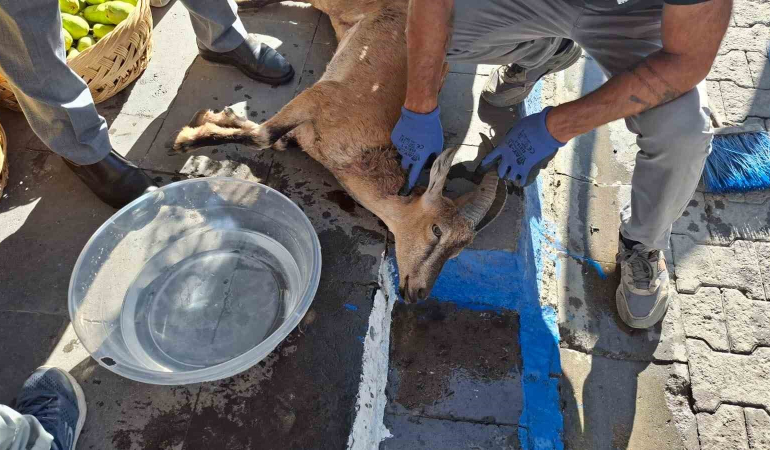 Köpek Saldırısında Yaralanan Koruma Altındaki̇ Yaban Keçi̇si̇ Kurtarılamadı