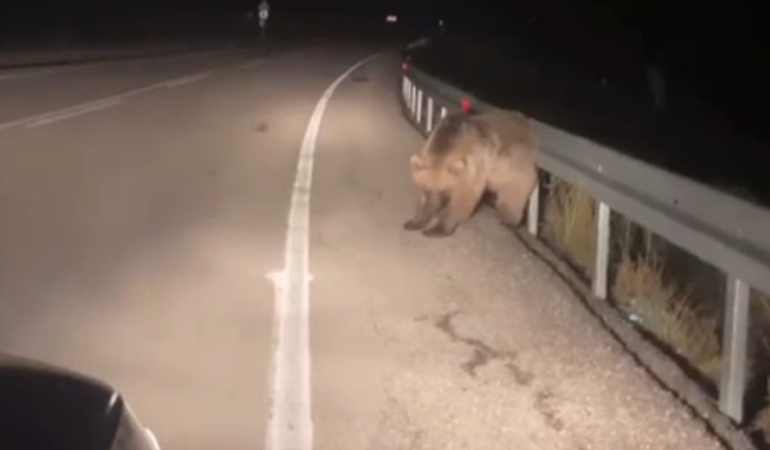 Sarıkamışta Ayının Kaşınma Anı Kamerada