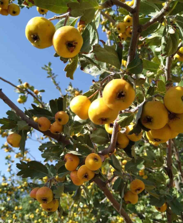 Sonbaharın Aromati̇k Meyvesi̇ ‘Alıç Tezgahtaki̇ Yeri̇ni̇ Aldı