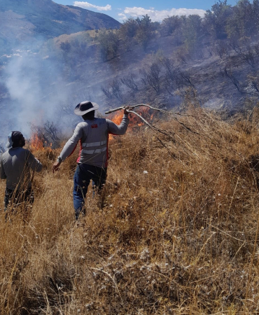 Tunceli̇deki̇ Yangın Ormanlık Alana Sıçramadan Söndürüldü