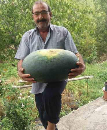 Üreti̇ci̇ 25 Ki̇loluk Karpuzu Güçlükle Taşı