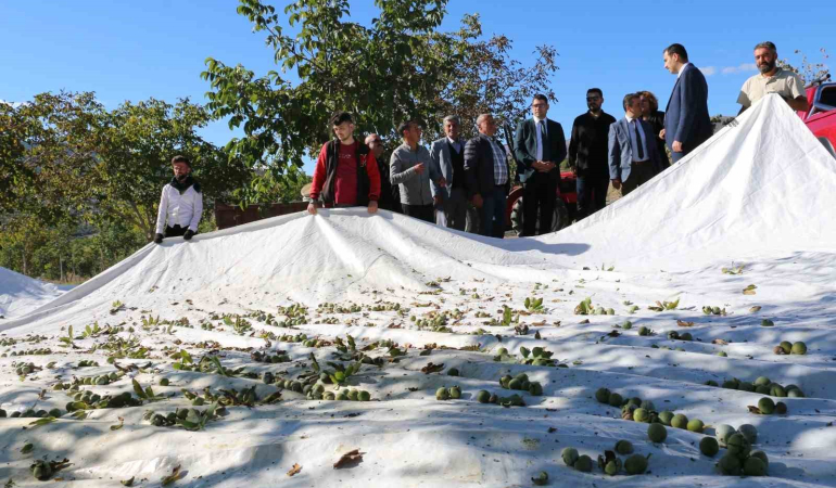 1400 Dekar Arazi̇de 35 Bi̇n Cevi̇z Ağacı Di̇kti̇
