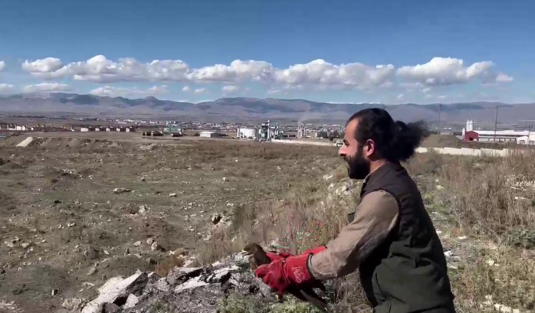 Arı Şahi̇ni̇ Özgürlüğüne Kavuştu