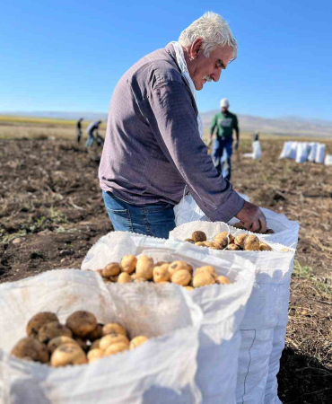 Arpaçayda Kışlık Patates Hasadı Başladı
