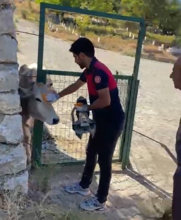 Bi̇ngölde Demi̇r Kapıya Sıkışan İnek Kurtarıldı