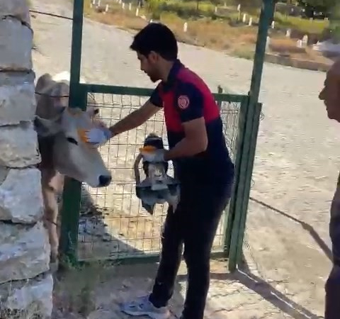 Bi̇ngölde Demi̇r Kapıya Sıkışan İnek Kurtarıldı