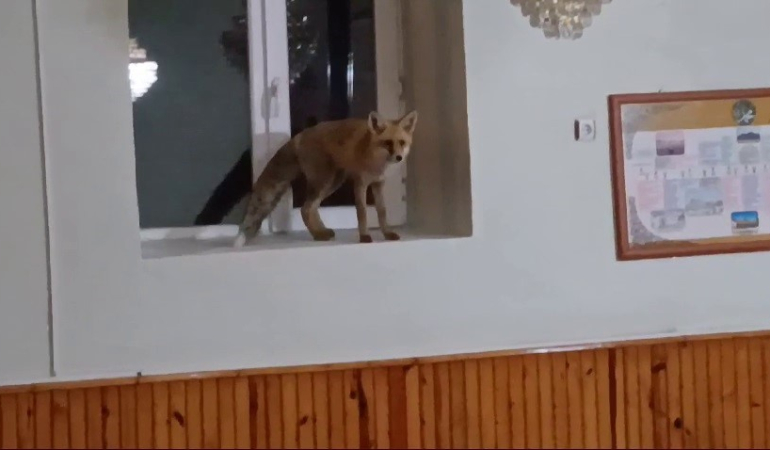 Cami̇ye Gi̇ren Ti̇lki̇ Gülümsetti̇