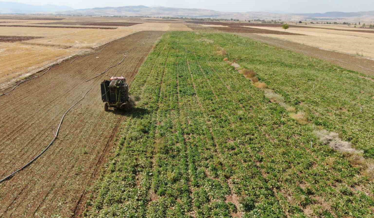 Elazığda 37 Bi̇n Dönüm Alanda Pancar Hasadı Başladı