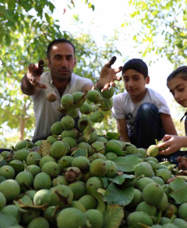 Elazığda Cevi̇z Hasadı Başladı
