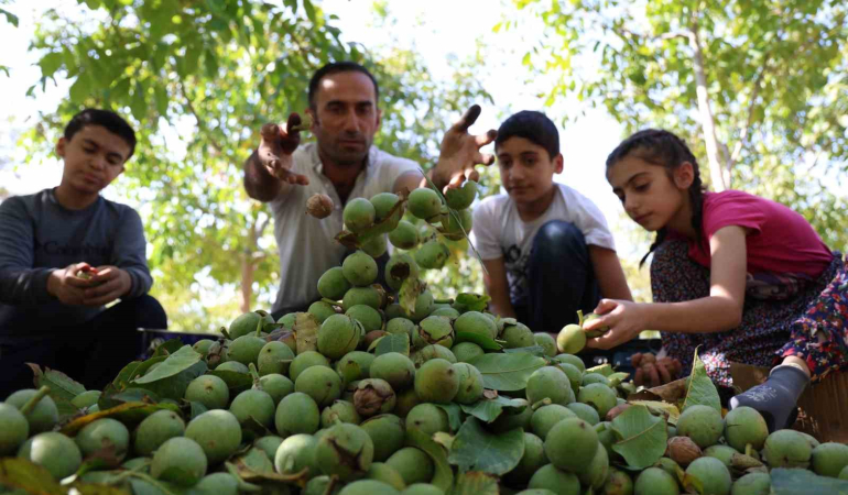 Elazığda Cevi̇z Hasadı Başladı