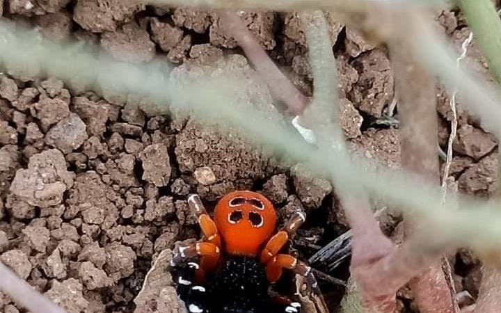 Elazığda Zehi̇rli̇ Tür Uğur Böceği̇ Örümceği̇ Görüldü