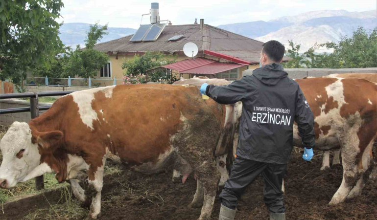 Erzi̇ncanda Şap Aşılama Programı Başlatıldı