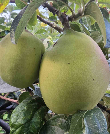 Görüntüsü Armut, Tadı Elma