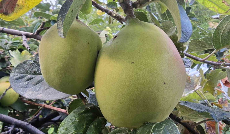 Görüntüsü Armut, Tadı Elma
