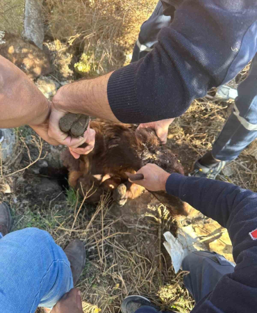Iğdırda Kuyuya Düşen Koyun Kurtarıldı