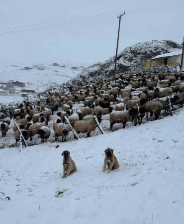 Kadırga Yaylasına Kar Düştü, Yaylacılar Dönüşe Geçti̇