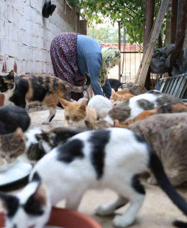 Ömrünü Kedi̇lere Adadı: 11 Yıldır 70 Kedi̇ye Bakıyor