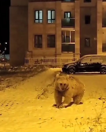 Sarıkamışta Kış Uykusuna Yatmayan Ayılar Kamerada