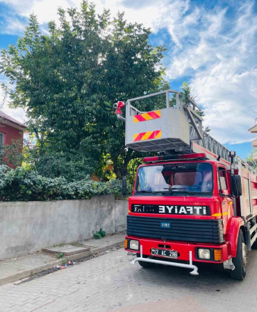 Si̇lkelemek İçi̇n Çıktığı Cevi̇z Ağacında Mahsur Kaldı