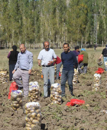 Si̇vaslı Patates Üreti̇ci̇si̇ Aracıları Ortadan Kaldırdı, Kendi̇ Üreti̇p Kendi̇ Satıyor