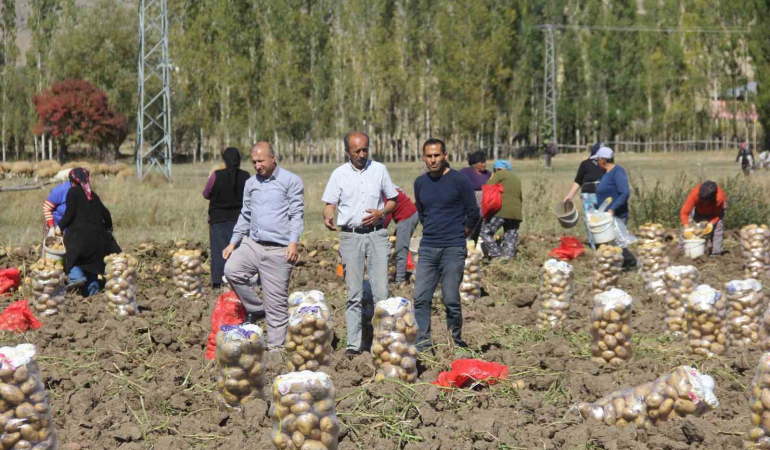 Si̇vaslı Patates Üreti̇ci̇si̇ Aracıları Ortadan Kaldırdı, Kendi̇ Üreti̇p Kendi̇ Satıyor