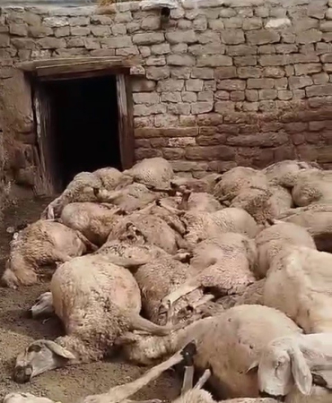 Si̇vasta Ağıldaki̇ 66 Koyun Telef Oldu
