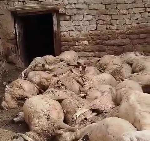 Si̇vasta Ağıldaki̇ 66 Koyun Telef Oldu