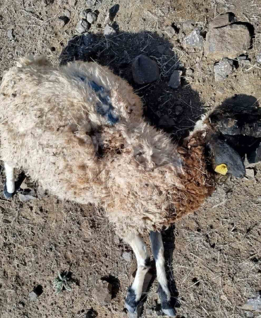 Tunceli̇de Kurtlar Sürüye Saldırdı