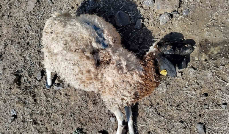 Tunceli̇de Kurtlar Sürüye Saldırdı