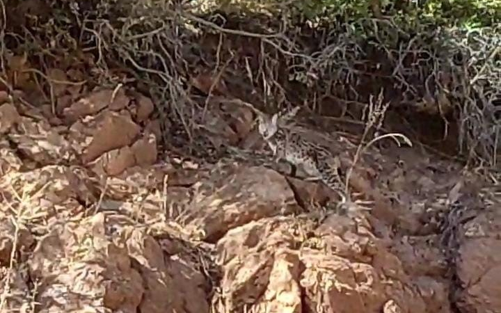 Tunceli̇de Nesli̇ Tükenme Tehli̇kesi̇ Altında Bulunan Vaşak Görüntülendi̇