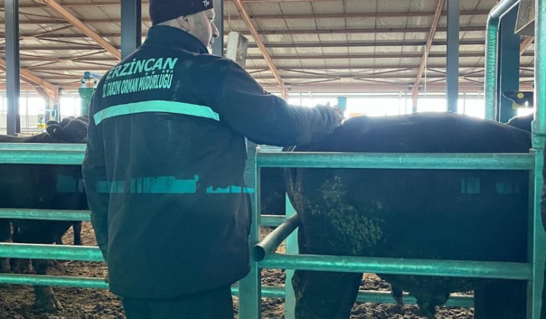 Erzincan’da Şap Aşılama Kampanyası 7 Aralık’a uzatıldı