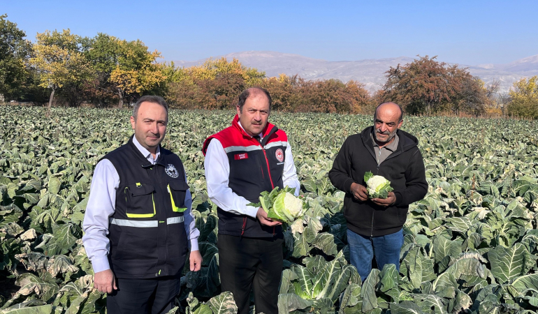 Erzincan topraklarında kışlık sebze hasadı başladı