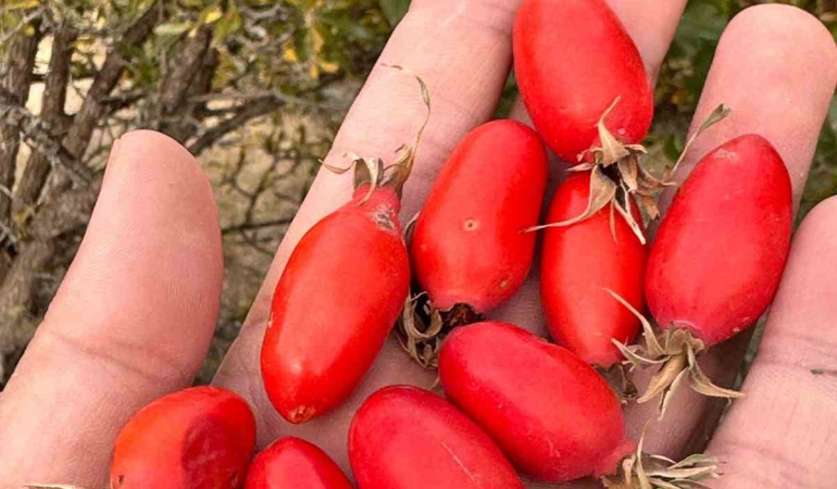 Ağrıda Doğal Lezzeti̇n Peşi̇nden Dağlara Çıkılıyor