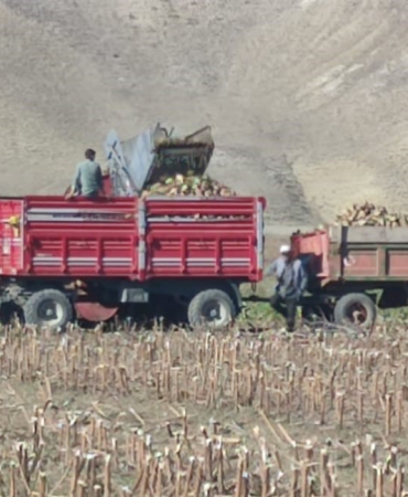 Aşkalede Şeker Pancarı Hasadı