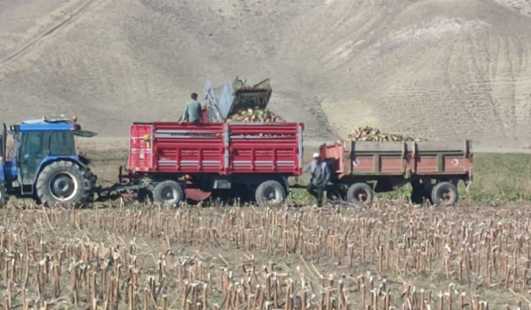 Aşkalede Şeker Pancarı Hasadı