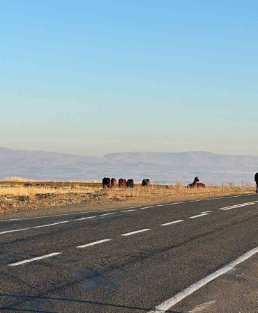 Başıboş Atlar Tehli̇ke Saçıyor