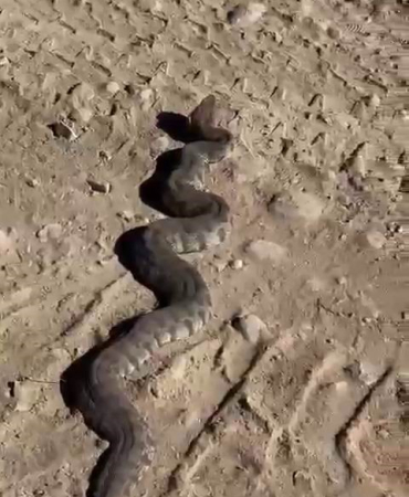 Dev Yılanı Görenler Neye Uğradıklarını Şaşırdı